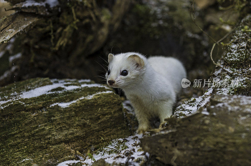 貂;Mustela erminea;穿着冬天的白色外套;短尾鼬鼠;海恩斯附近;阿拉斯加,